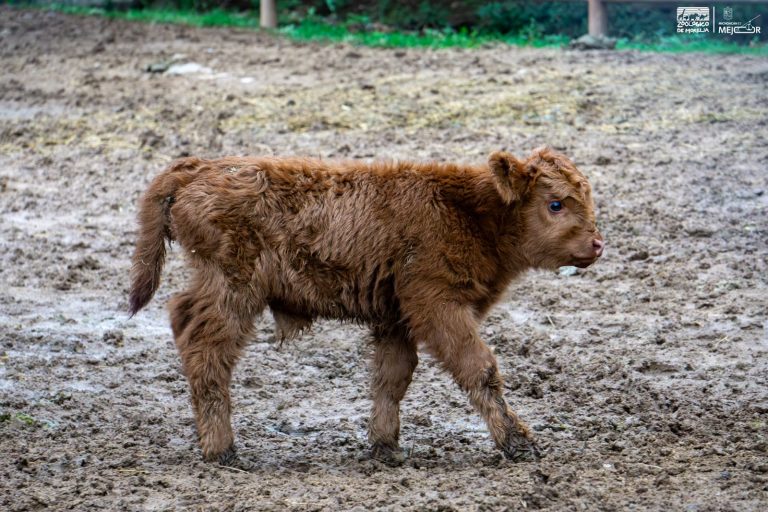 Crece la familia del Zoológico de Morelia: registran exitosa temporada de reproducciones
