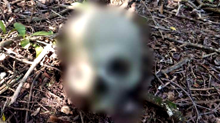 Hallan cráneo humano en zona cerril de Apatzingán