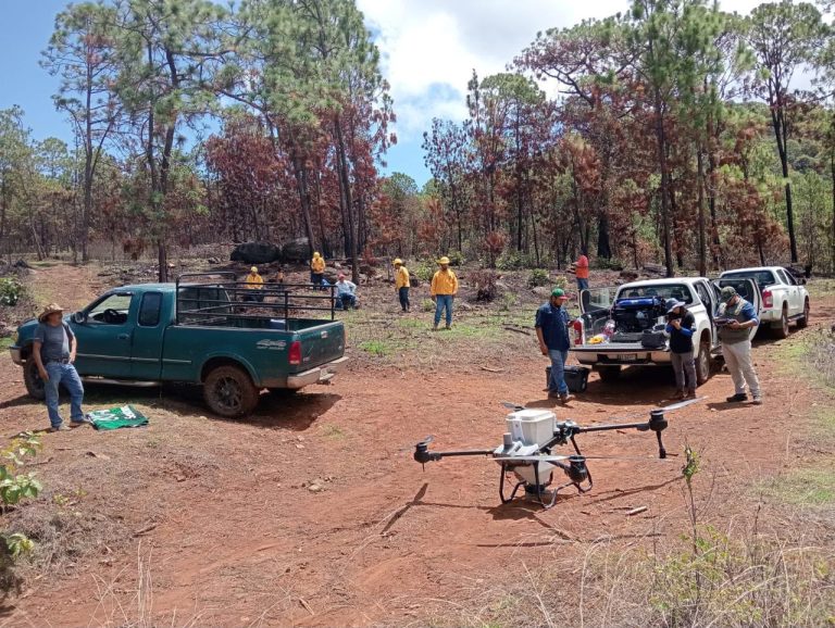 Dispersan 12 mil semillas en Pátzcuaro para restaurar el Estribo Grande