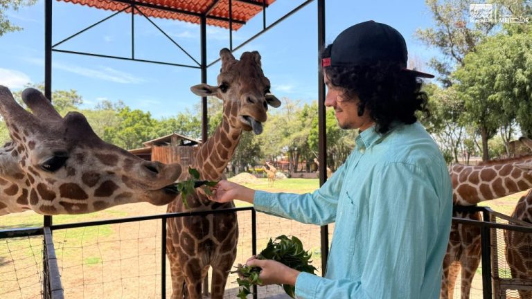 “Contando Manchas”: una experiencia para conocer y alimentar jirafas en el Zoológico de Morelia