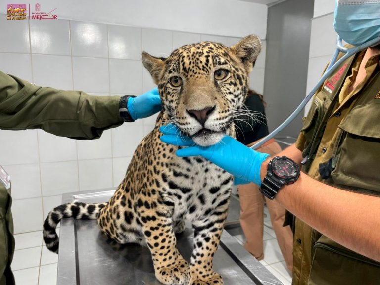 Zoológico de Morelia resguardará a jaguar asegurado por autoridades en Zitácuaro