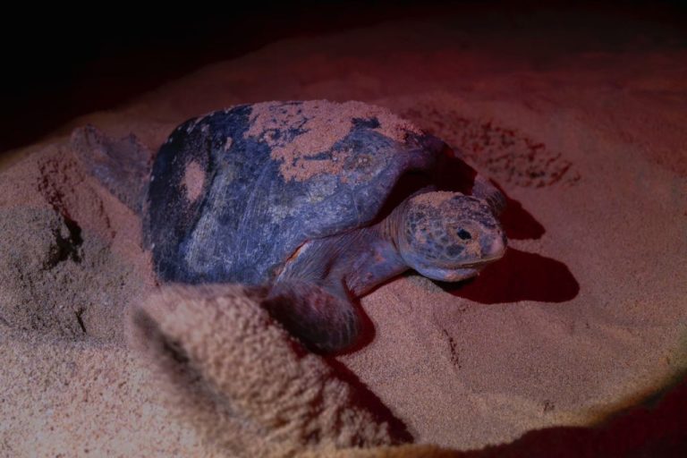Nacen más de 6.7 millones de tortugas marinas en la Costa michoacana