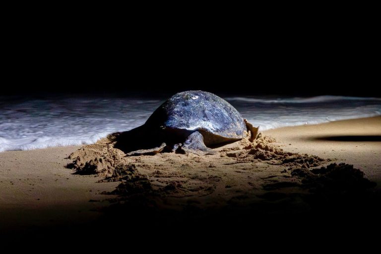 Campamentos tortugueros de Michoacán liberaron casi 5 mil tortugas laúd