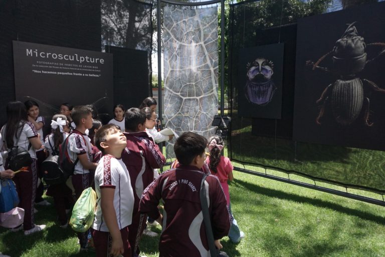 SEE invita a disfrutar de los últimos días de la exposición fotográfica “Insectus»