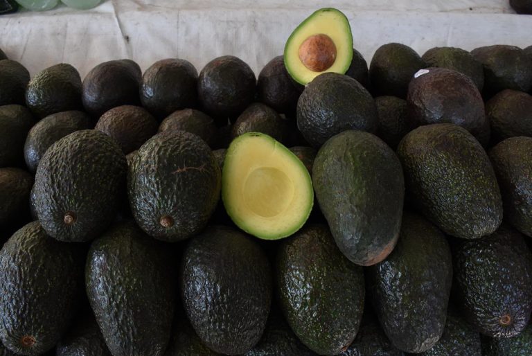 Reconocimiento a la Franja Aguacatera de Michoacán protege más de 150 mil empleos