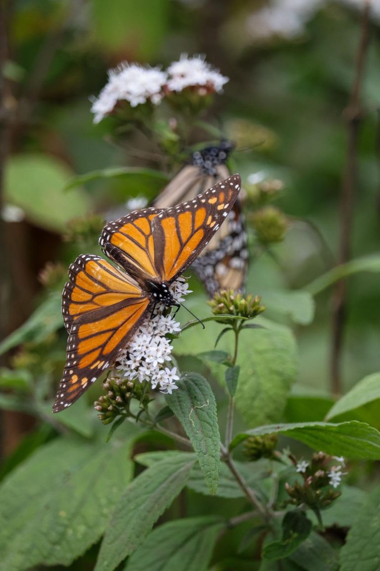 Reserva de la Biosfera Mariposa Monarca cumple 18 años como Patrimonio Mundial