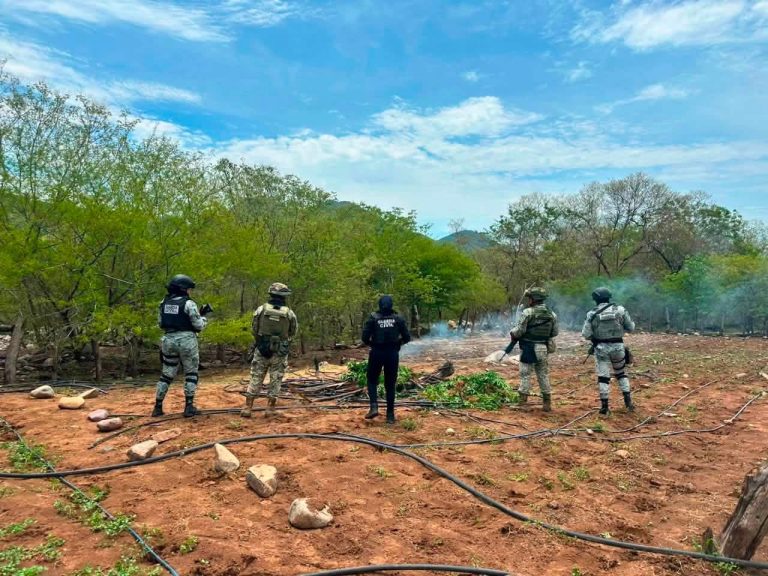 GC y militares destruyen cinco sembradíos de marihuana en el municipio de Huetamo