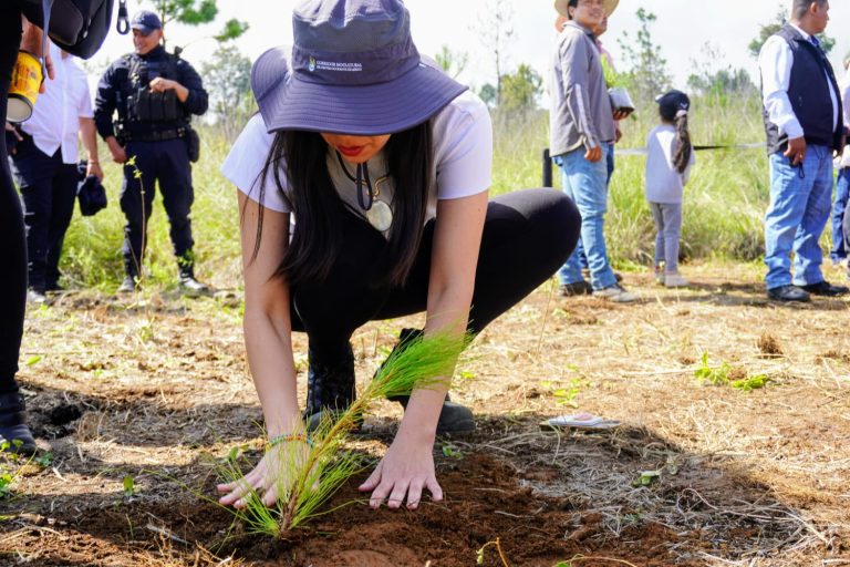 Reforestación en Michoacán, clave para la recuperación de ecosistemas y recursos hídricos