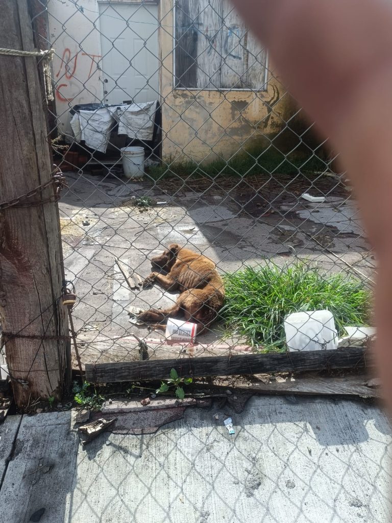 FGE rescata a ser sintiente víctima de maltrato durante cumplimiento de una orden de cateo en Morelia
