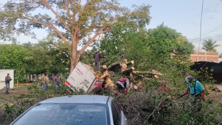 Árbol de gran tamaño colapsa y aplasta tres vehículos en Apatzingán