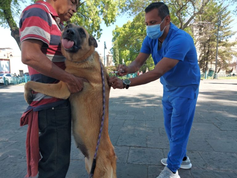 SSM exhorta a vacunar contra la rabia a los animales de compañía