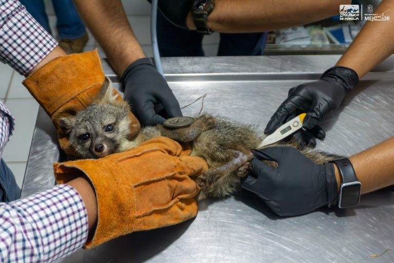 Zorro gris rescatado se prepara para regresar a la vida silvestre