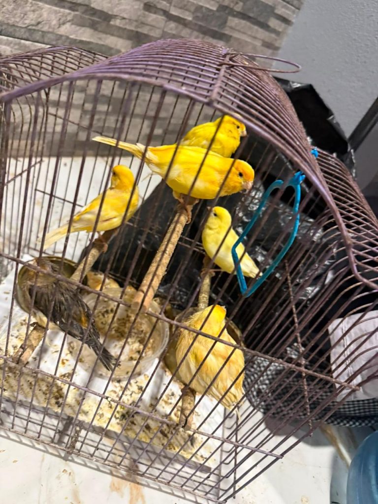 En Pátzcuaro, FGE ejecuta cateo y rescata a 83 aves víctimas de maltrato y tráfico ilegal de fauna