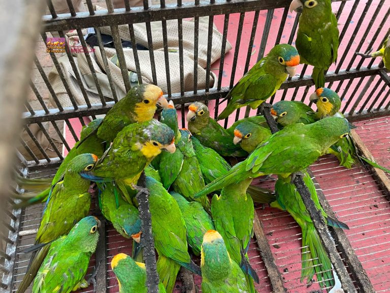 Recibe Zoológico de Morelia 83 aves aseguradas por Profepa