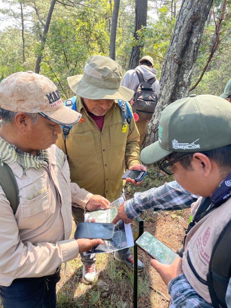 Desde pumas hasta venados; cámaras trampa captan la vida silvestre en bosques de Michoacán