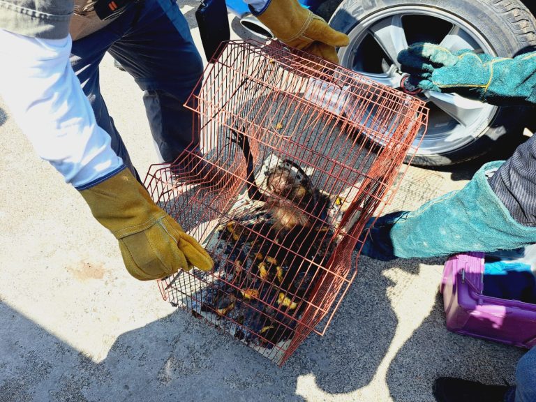 Cateo de la FGE en Paracho deja un detenido; aseguran armamento y rescatan un mono araña en condiciones de maltrato