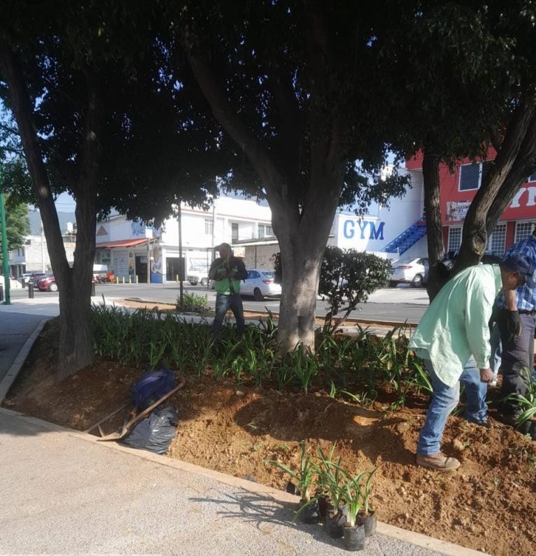 Gobierno de Morelia intensifica labores de limpieza de áreas verdes en distintos puntos de la ciudad