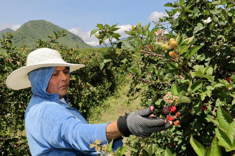 Con 242 mil toneladas, Michoacán encabeza la producción de zarzamora en México: Bedolla