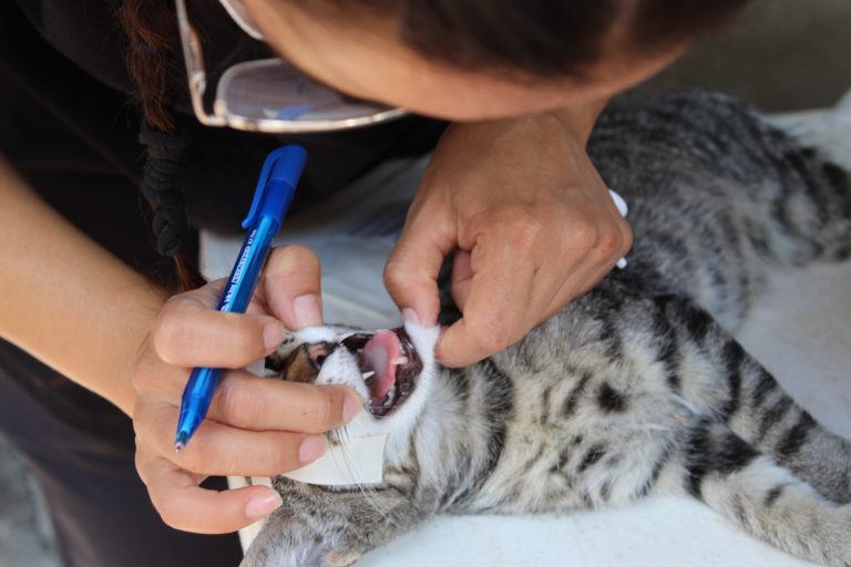 Gobierno de Morelia cuida a los gatos comunitarios con jornadas integrales de atención