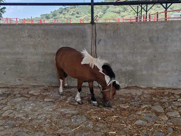 Cumplimenta FGE cateo en Arteaga y asegura cuatro ejemplares equinos