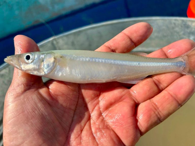 Programa de conservación del lago de Pátzcuaro alcanza los 60 mil peces liberados en el año