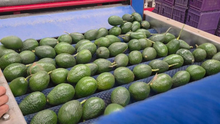 Reforzará Guardia Nacional seguridad en Michoacán para reactivar la exportación de aguacate a EUA