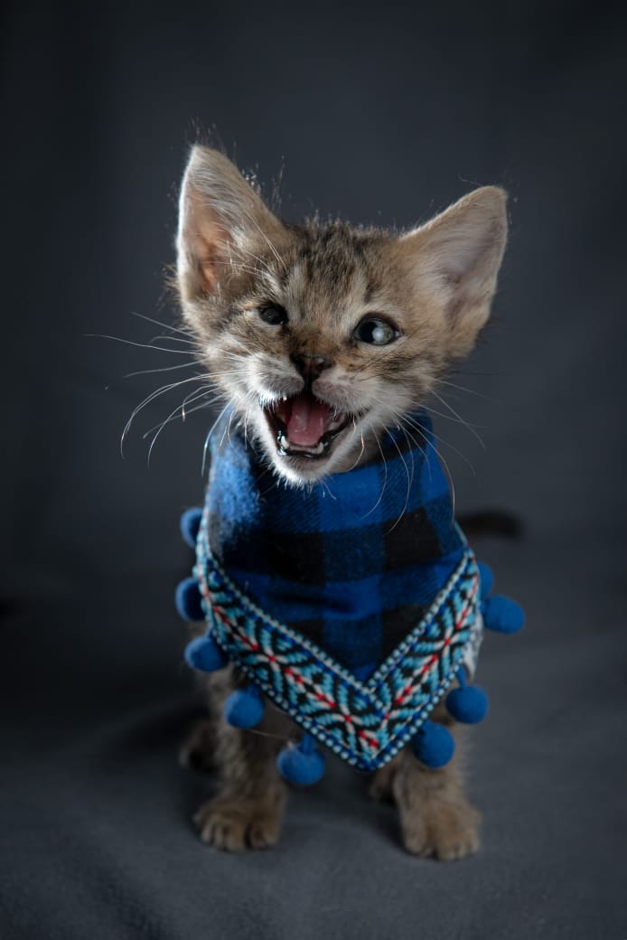 Día Internacional del gato: activistas llaman a extremar cuidados con los michis