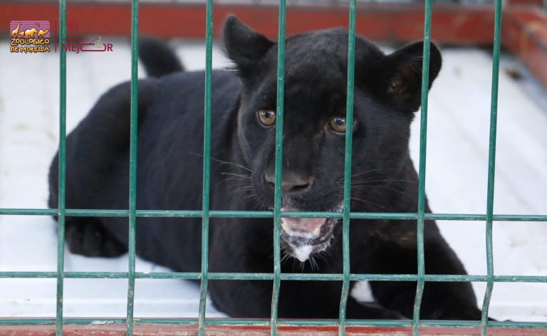 Zoológico de Morelia ha recibido más de 450 animales rescatados en la presente administración