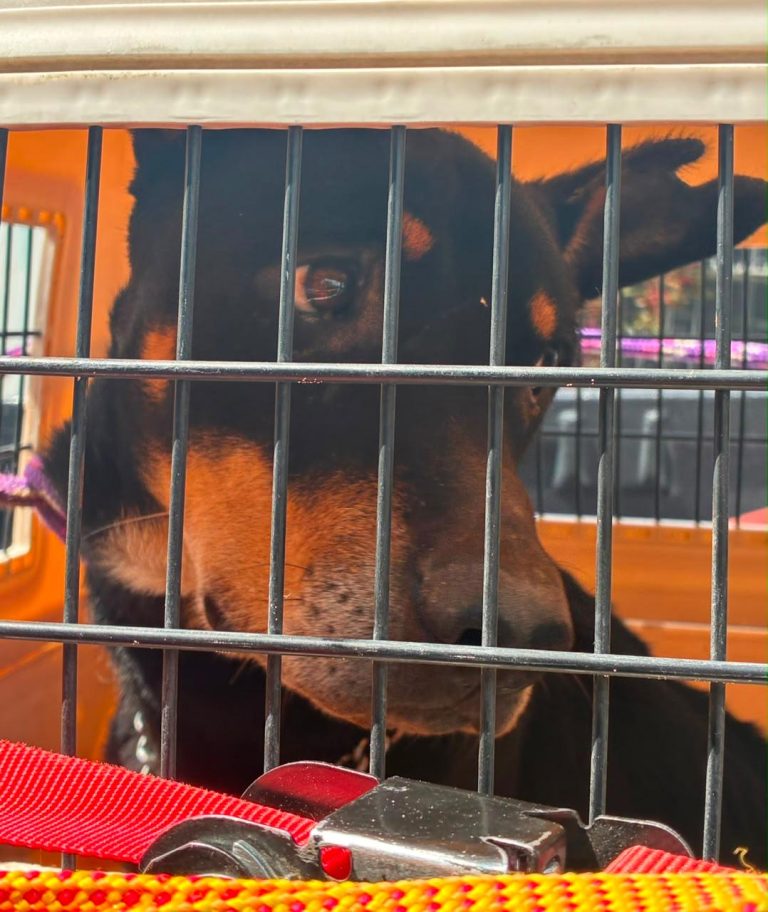 Cumplimenta FGE orden de cateo y rescata a un canino víctima de maltrato animal en Morelia