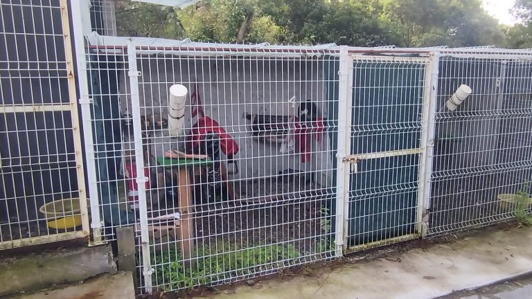 Asegura FGE ejemplar de Aguililla de Harris durante cateo por investigación de maltrato animal en Uruapan