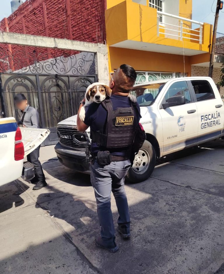 FGE rescata a dos perros en condiciones de abandono durante cateo en Sahuayo