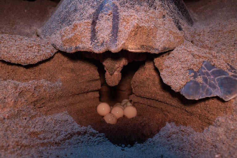 Michoacán, referente mundial en la preservación de la tortuga marina