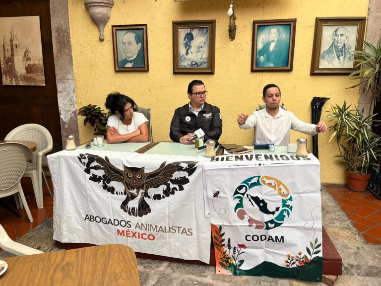 Animalistas advierten retroceso mortal en ley federal que normaliza sacrificio, explotación y cosificación de animales