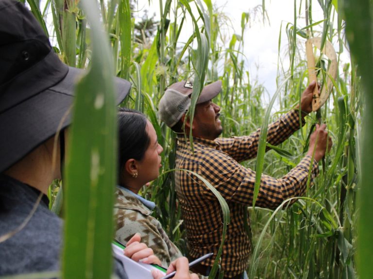 Más de 520 mdp para fortalecer la producción de maíz en Michoacán