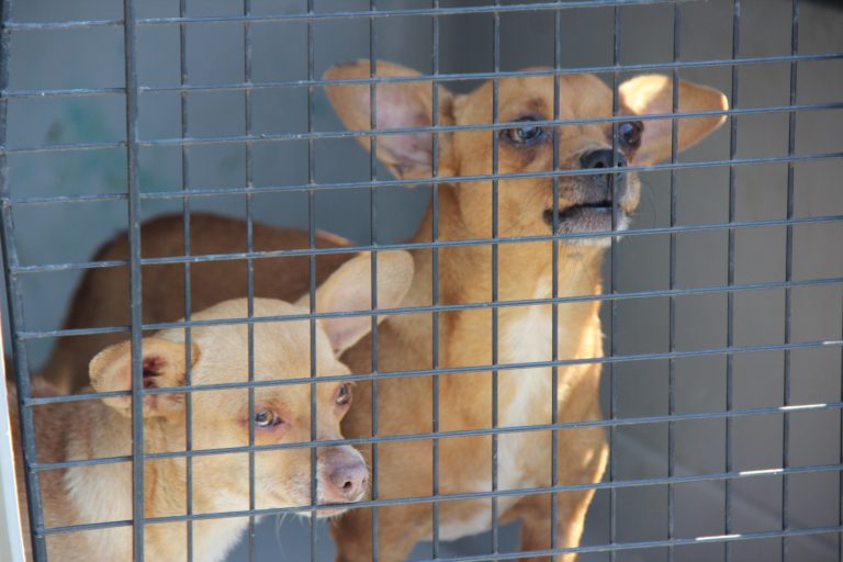 Asegura FGE a tres ejemplares caninos durante cateo por maltrato animal