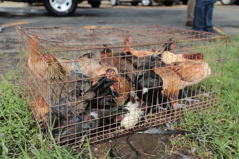 FGE rescata 60 animales en condiciones de maltrato y asegura vehículos durante cateos en Lagunillas