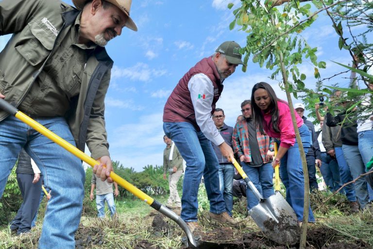 Inicia Bedolla reforestación de 32 mil árboles por obra del Morebús; plantan los primeros 5 mil en Villas del Pedregal