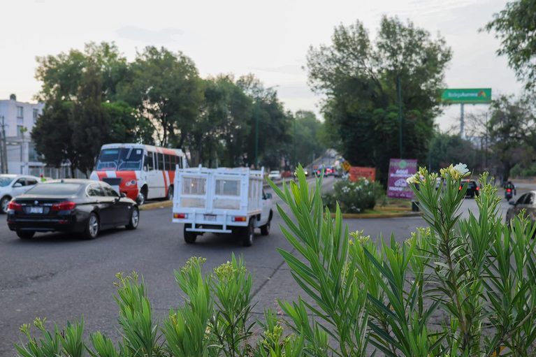 Con ajuste del proyecto del Morebús se rescatarán y trasplantarán 27 árboles en Tres Puentes