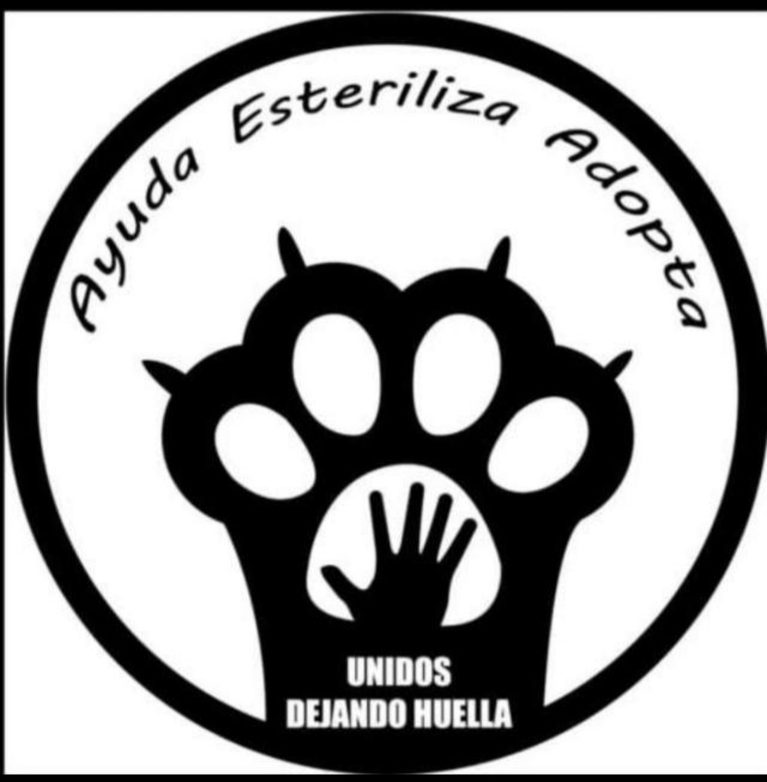  Día del Perro: celebrar su lealtad también obliga a defender su vida