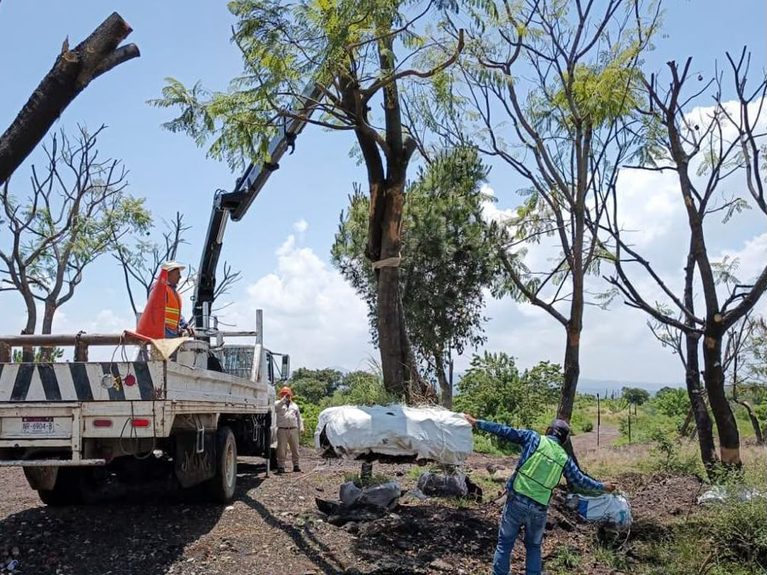 Compensación de 32 mil árboles por el Morebús equivale a una superficie de 45 canchas de fútbol