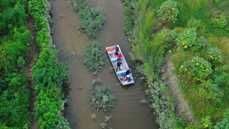 Gobierno Municipal refuerza vigilancia para localizar cocodrilos en el canal de Mojoneras