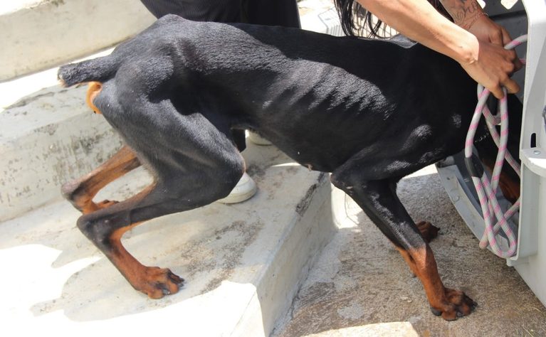 Rescata FGE a perro dóberman durante cateo por posible maltrato animal en Morelia