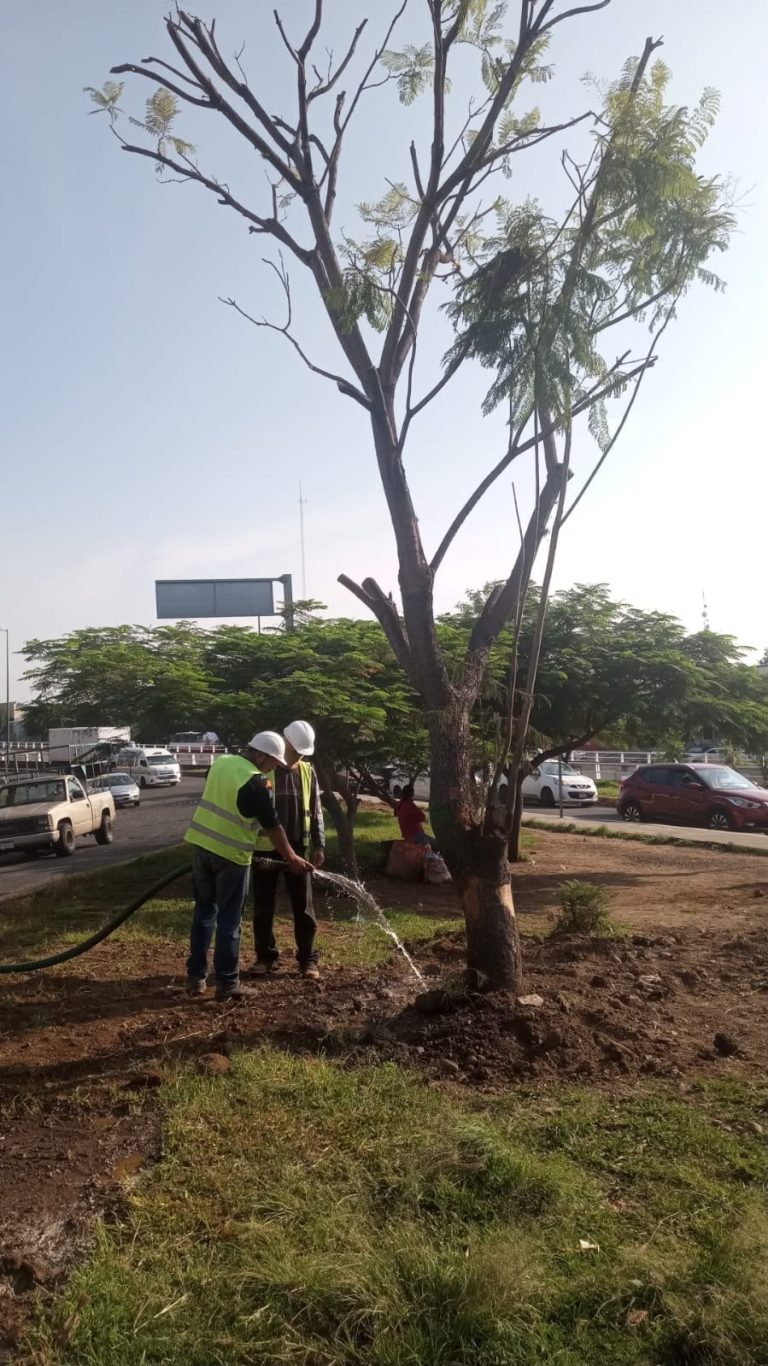 Secma cuida la supervivencia del arbolado replantado en las obras del Morebús
