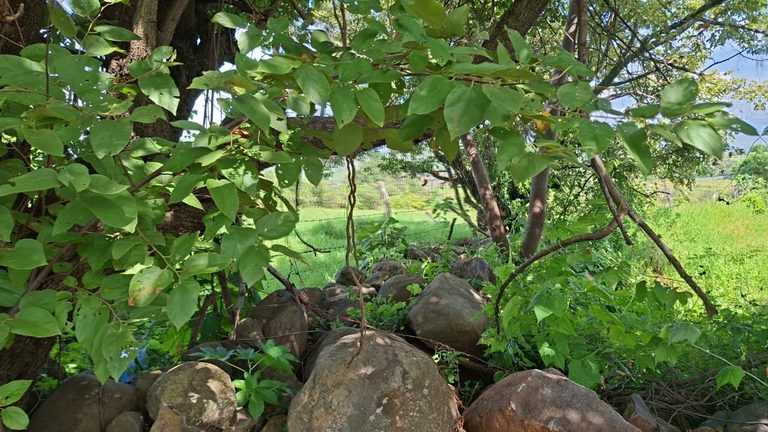 Localizan osamenta en un predio de Peribán