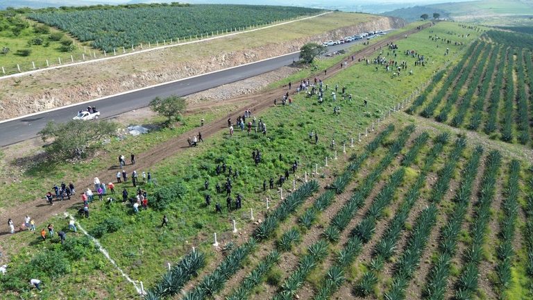 Reforesta SCOP el segundo anillo periférico de Morelia con más de 36 mil árboles endémicos