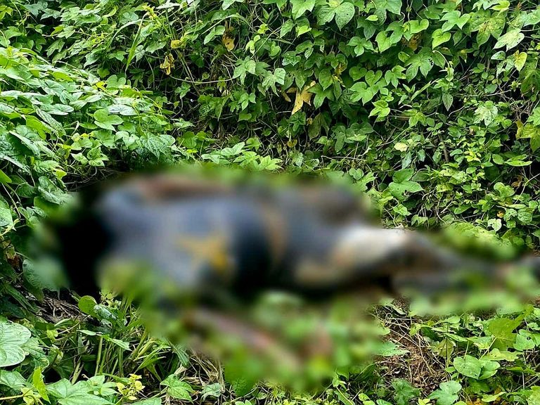 Hallan a hombre decapitado y cientos de cartuchos de alto poder en Los Coyotes