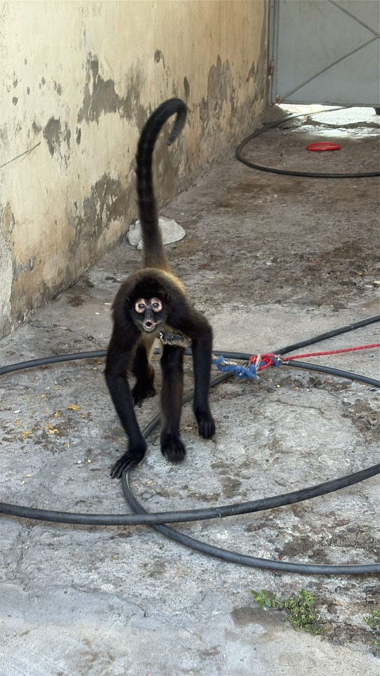 Tras cateo, FGE rescata a mono araña en Múgica