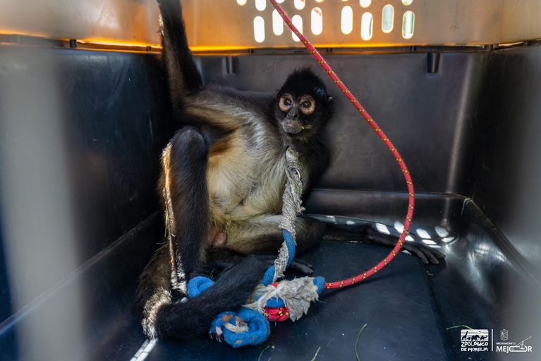 Resguarda Zoológico de Morelia a mono araña rescatado en Nueva Italia