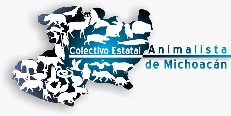 Colectivos animalistas exigen investigación objetiva por agresión a perro comunitario en Uruapan