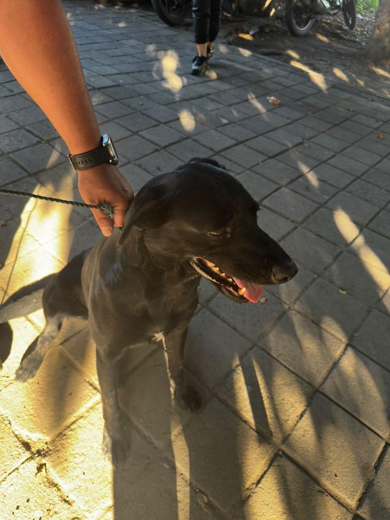 Localiza FGE a segundo canino relacionado con investigación por maltrato animal
